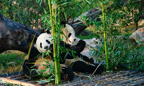 Chengdu, China
